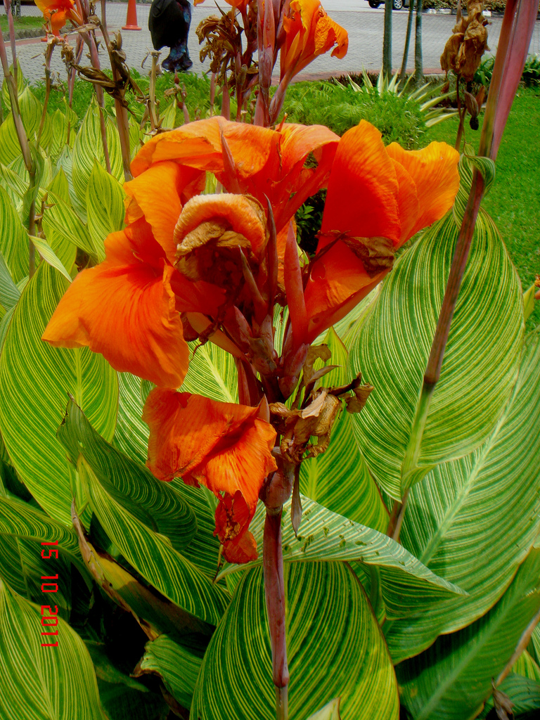 Canna Lily